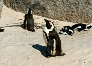 Pingouins à Cape Town en Afrique du Sud