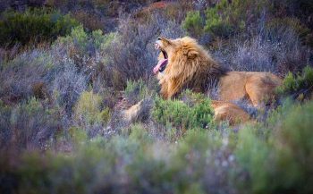 Lion au cours d'un safari en Afrique du Sud