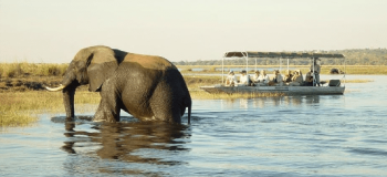 Botswana_chobe_safari_bateau