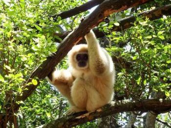 Gibbon dans le “Monkeyland primate sanctuary” sur la Route Jardins avec Savanna Tours & Safaris