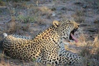 Léopard dans une réserve privée du Kruger park en Afrique du Sud avec Savanna Tours & Safaris