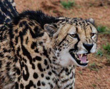 Guépard au Kruger Park en Afrique du Sud avec Savanna Tours & Safaris