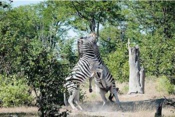 Zèbres dans la région de Savuti au Botswana avec Savanna Tours & Safaris