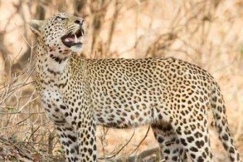 Léopard dans le parc national du Sud Luangwa en Zambie avec Savanna Tours & Safaris