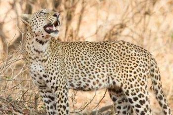 Léopard dans le parc national du Sud Luangwa en Zambie avec Savanna Tours & Safaris