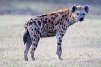 Hyène dans le parc national du Sud Luangwa