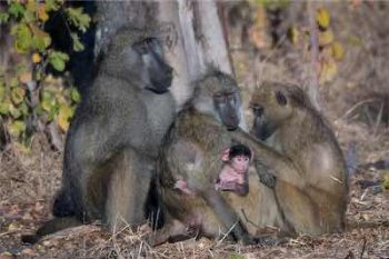 Babouins au parc national de Hwange au Zimbabwe avec Savanna Tours & Safaris