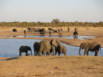 Troupeau d'éléphants au parc national de Hwange au Zimbabwe avec Savanna Tours & Safaris