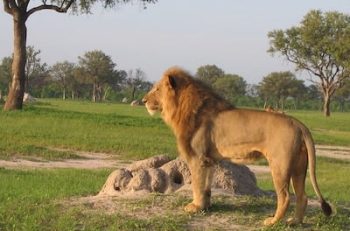 Lion au parc national de Hwange au Zimbabwe avec Savanna Tours & Safaris