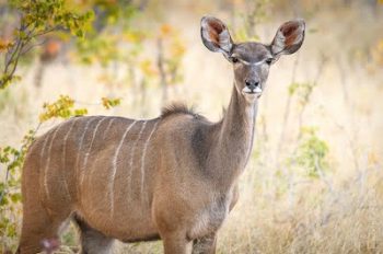 Kudu au parc national de Hwange au Zimbabwe avec Savanna Tours & Safaris