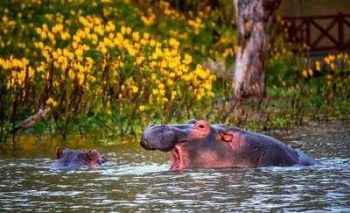 Hippopotame dans le lac de Naivasha au Kenya