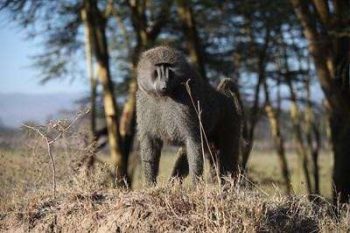 Babouin au lac Nakuru au Kenya avec Savanna Tours & Safaris