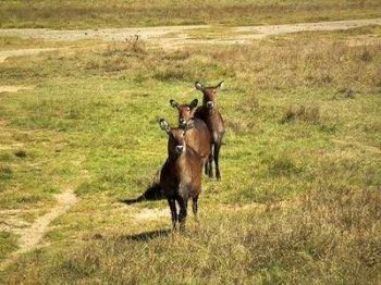 Cobes à croissant au lac Nakuru au Kenya avec Savanna Tours & Safaris