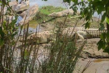 Crocodiles dans le parc national de Tsavo au Kenya avec Savanna Tours & Safaris