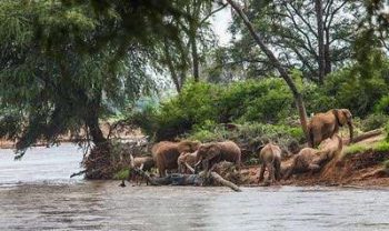 Troupeau d'éléphants dans la réserve de Samburu au Kenya avec Savanna Tours & Safaris