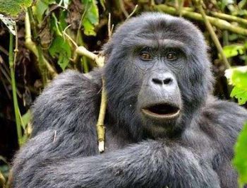 Gorille des montagnes à Bwindi