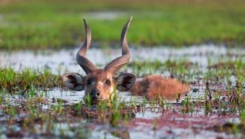 Parc national du lac Mburo