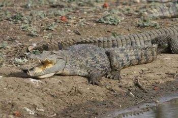 Crocodile du Nil au Sénégal avec Savanna Tours & Safaris