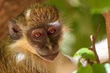 Singe dans la réserve privée de Bandia au Sénégal avec Savanna Tours & Safaris
