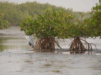 Mangrove dans le Delta Saloum au Sénégal avec Savanna Tours & Safaris