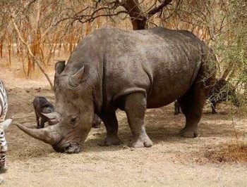 Rhinocéros dans la réserve privée de Bandia au Sénégal avec Savanna Tours & Safaris