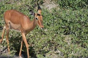 Impala dans le parc national de Tarangire en Tanzanie avec Savanna Tours & Safaris