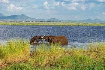 Elephant dans le parc national de Tarangire en Tanzanie avec Savanna Tours & Safaris