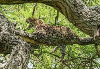 Léopard dans le parc national de Tarangire en Tanzanie avec Savanna Tours & Safaris