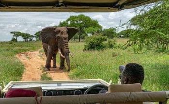 Eléphant dans le parc national de Tarangire en Tanzanie avec Savanna Tours & Safaris