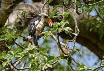 Calao dans le parc national de Tarangire en Tanzanie avec Savanna Tours & Safaris