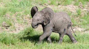 Jeune éléphant dans le parc national du Tarangire en Tanzanie avec Savanna Tours & Safaris