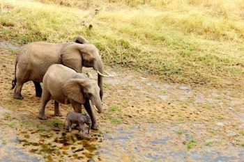 Famille éléphants dans le parc de Tarangire en Tanzanie avec Savanna Tours & Safaris