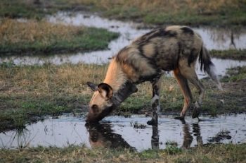 Wild dog à Caprivi en Namibie